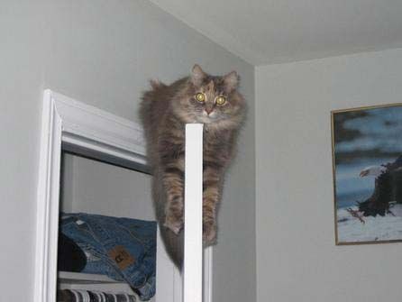 Funny Cat Pictures -  on Door Top