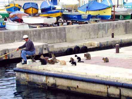 Funny Pictures of Man Fishing With Cats