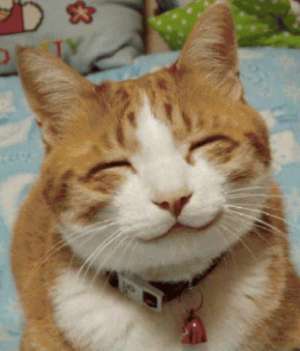 Funny Cat Pictures -  Grinning