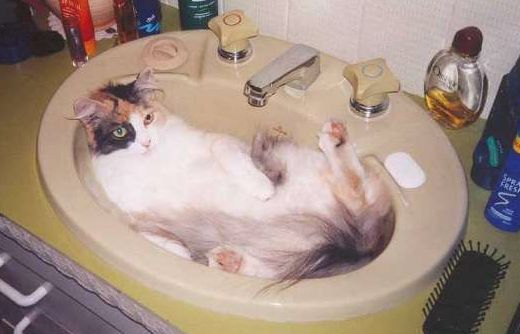Funny Cat Pictures -  lying in a sink.