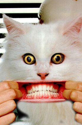 Funny Cat Pictures -  With Human Teeth