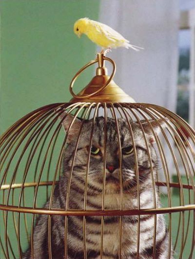 Funny Cat Pictures -  in Bird Cage