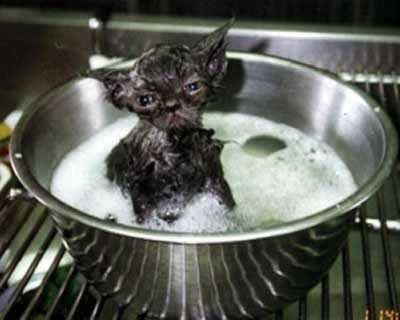 Kitten Hot Tub