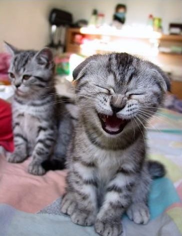 Funny Pictures of a laughing kitten.