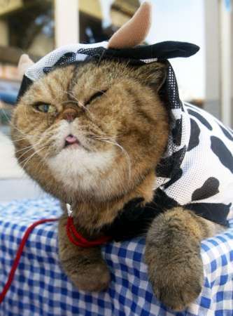 Funny Cat Pictures -  in Cow Costume