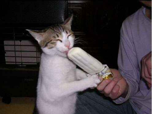 Funny Cat Pictures -  Licking Popsicle