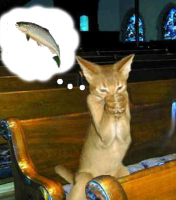 Funny Cat Pictures -  Praying for Fish