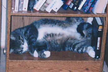 Funny Cat Pictures -  Sleeping on Shelf