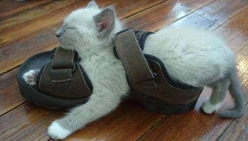 Funny Cat Pictures -  Sleeping In Shoe