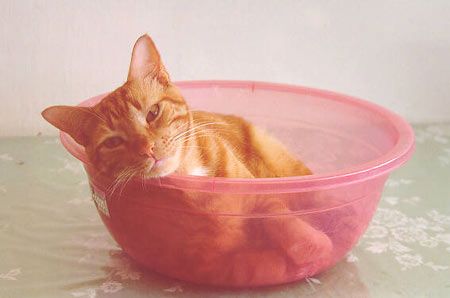 Funny Pictures of a cat lying in a bowl.