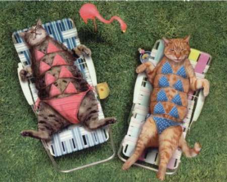 Funny summer cat picture