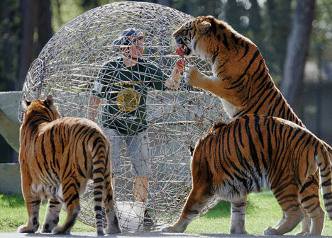 Funny Pictures of Tigers Rolling Cage