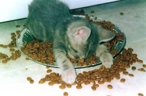 Funny Pictures of Kitten Asleep In Food
