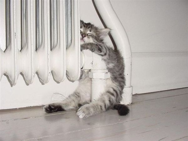 Funny Cat Pictures -  / Kitten Hugging Heater