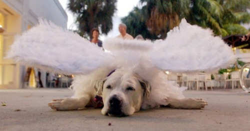 Funny Pictures of Dog Dressed Like Angel