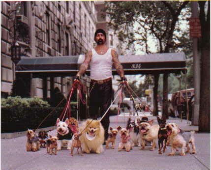 Funny Jokes Pictures of a Tatooed Man walking little dogs.
