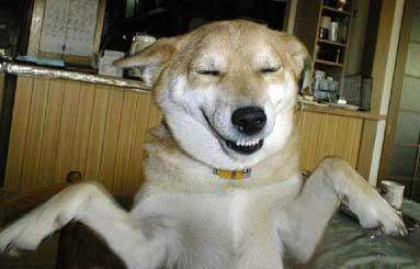 Funny Pictures of Mocking Dog Grinning