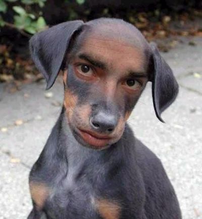 Funny Pictures of Dog With Human Face