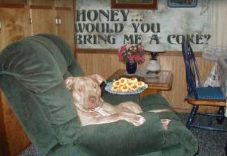 Funny Jokes Picture of Dog In Chair