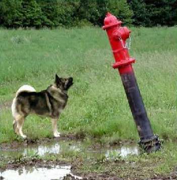 Funny Pictures of Dog Staring At Fire Hydrant