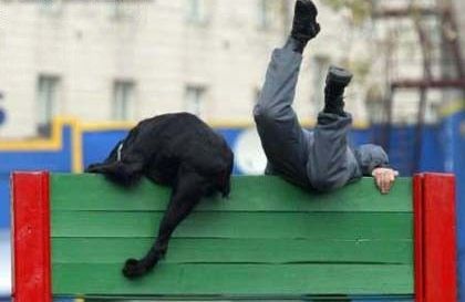 Funny Pictures of Dog And Trainer Going Over Wall