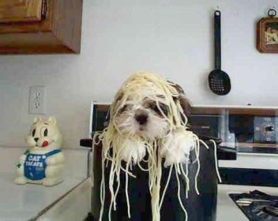 Funny Pictures of Dog In Pot of Spaghetti.