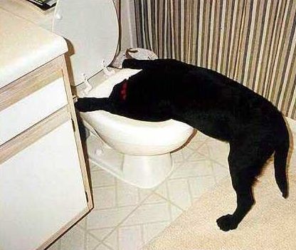 Funny Pictures of Dog With Its Head in The Toilet