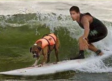 Funny Jokes Picture of Dog on Surfboard