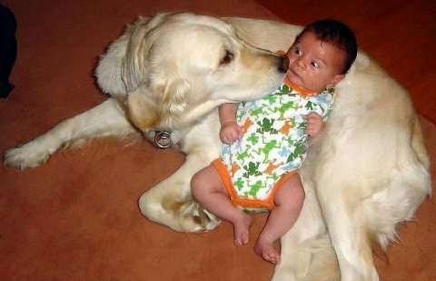 Funny Pictures of Dog Surprising Baby
