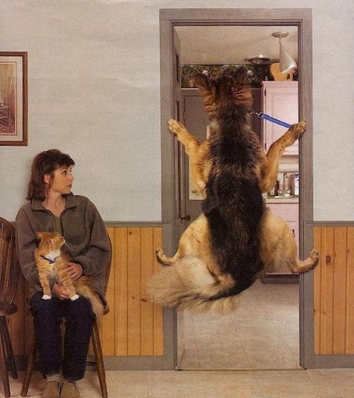 Funny Pictures of Dog Avoiding Vet Visit