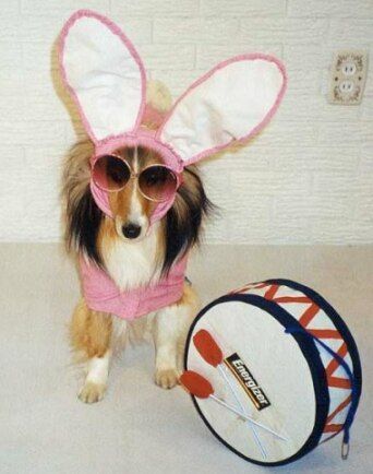 unny Jokes Pictures of Dog Dressed up like the Energizer Bunny