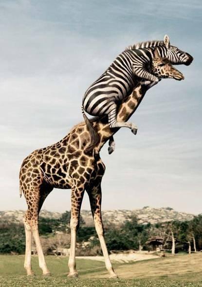 A funny Zebra Pictures