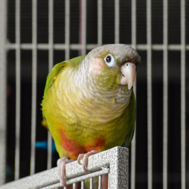 Bang - The Peach Fronted Conure