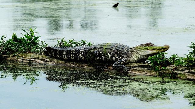 alligator log