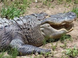 Alligator Teeth