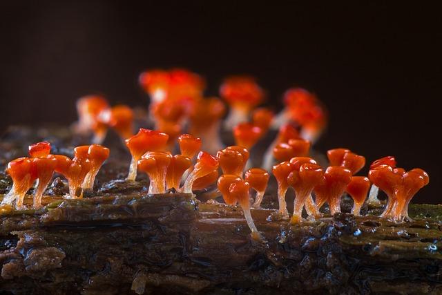 amoeba slime mold