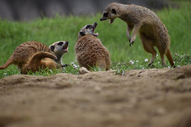 animal meerkat angry