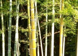 Raising Children and Bamboo
