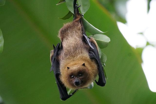 Vampire Bat
