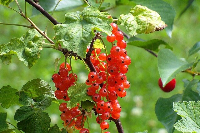 berries