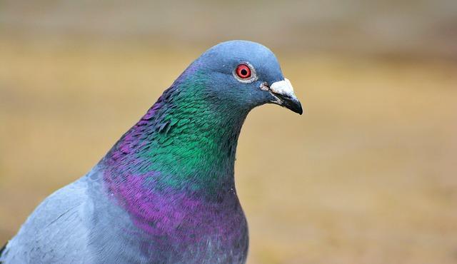 A Pigeon Pun 😂