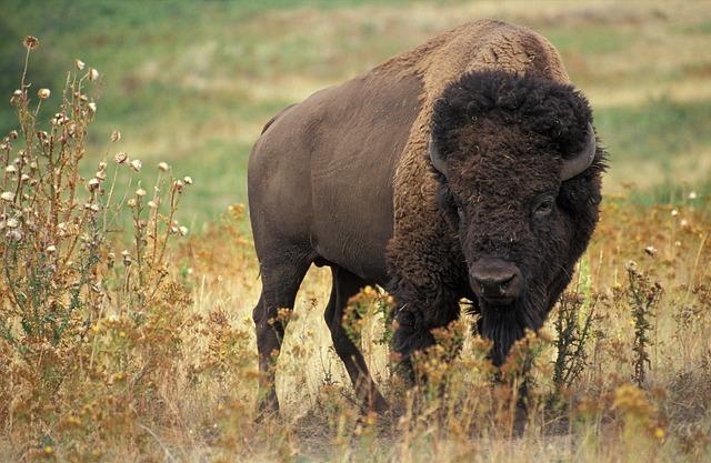 bison buffalo