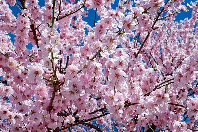 blossoms cherry