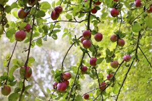 apples on tree