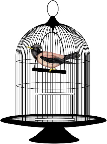 bocc bird in cage