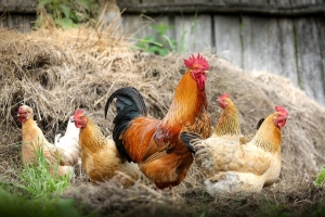 chicken thursday August 13