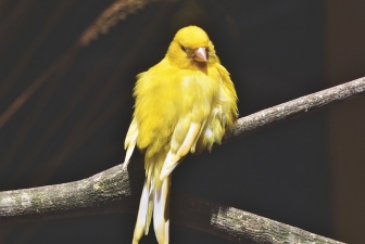 canary