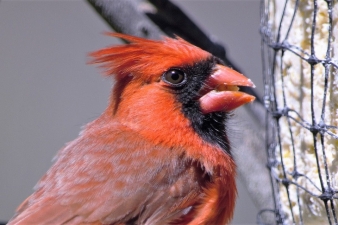 Cardinal Meeting