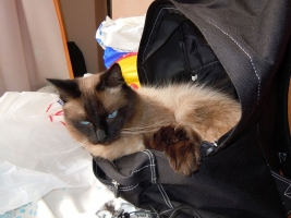 cat bag