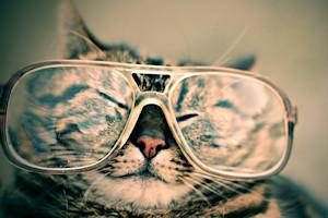 cat glasses